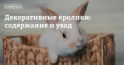 Домашние кролики — уход, содержание, заболевания, приручение