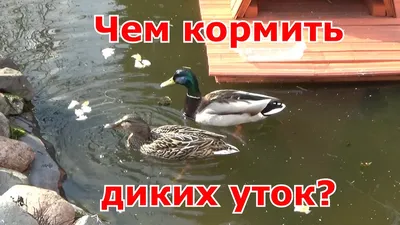 Породы диких уток