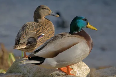 На озере Тёплом в Уфе зимуют дикие утки