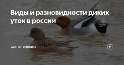 Лесные новости: утки необычного окраса в Полюстровском парке и  задержавшиеся скворцы