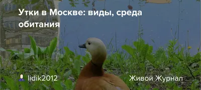 Заботливая мама и любимая добыча охотников: утка-кряква доминирует на Дону  и Цимлянском водохранилище