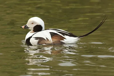 В Северном Китае обнаружены новые виды диких птиц | Українські Новини
