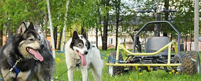 Сегодня отмечается День ездовых собак - KamchatkaMedia.ru