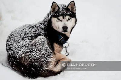 Сибирские хаски: 5 фактов про самую русскую породу собак (ФОТО) - Узнай  Россию