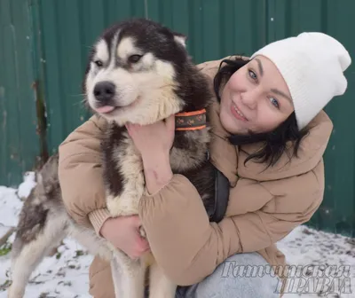 Ездовые собаки: хаски, маламут и другие породы | Hill's Pet