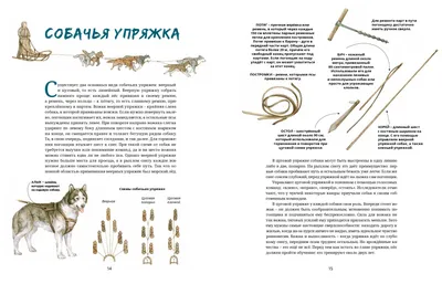 Питомник ездовых собак в Карелии | РИА Новости Медиабанк