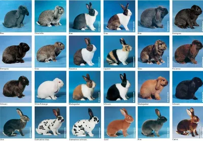Породы карликовых кроликов фото фотографии