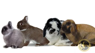Сходства и различия карликовых кроликов в разных странах с нормальным типом  шерсти - Союз Заводчиков и Селекционеров