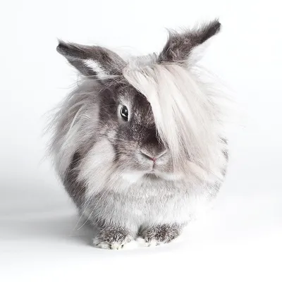 Декоративные карликовые кролики особенности поведения и содержания -  Интернет-зоомагазин Korm