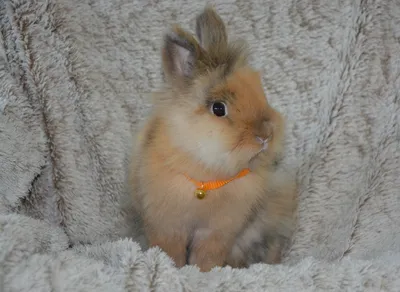 Нидерландский карликовый кролик — особенности породы | Блог на VetSpravka.ru