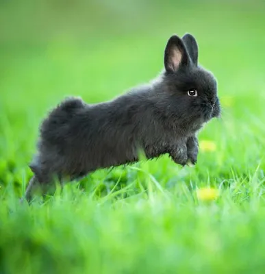 Декоративные карликовые кролики: покупка и особенности содержания | Блог  зоомагазина Zootovary.com