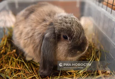 Карликовый кролик породы «минор»: 800 грн. - Другие животные Киев на Olx