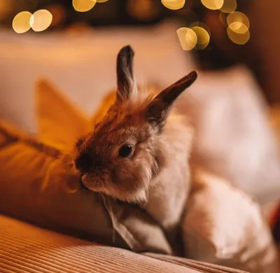 Декоративные кролики: Фото, Описание пород, Содержание
