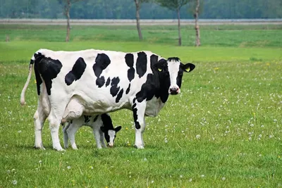 Породы коров молочного направления фото фотографии