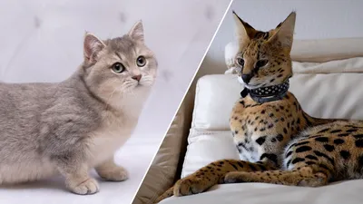 Настоящие хищники: 3 породы кошек, которые могут быть опасны - МК
