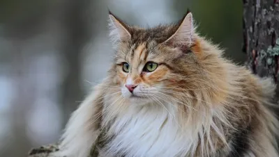 Редкие породы кошек: ТОП-10 самых необычных в мире с фото