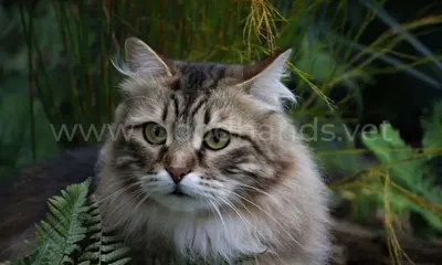 Карточки Домана: Русские карточки «Породы кошек» (МИНИ), 20 Вундеркінд з  пелюшок арт 379512 по цене 43 грн - купить на сайте Kesha.com.ua