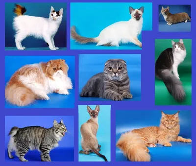 Породы кошек: Британская короткошерстная кошка | Статьи CAT STEP