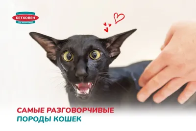 Пушистая двоечница: какие породы кошек считаются самыми глупыми (по мнению  человека) - 4 марта 2023 - 53.ru