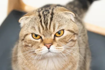 Определены самые популярные у москвичей породы кошек - Мослента