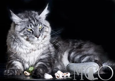 Породы котов мейн-кун: изящество и нежность в каждом кадре