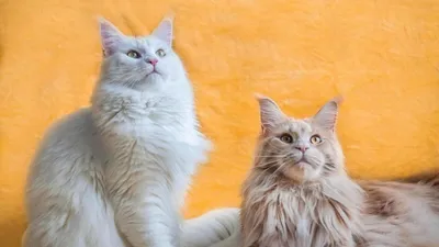 Мейн-кун: портрет элегантной кошки, готовый для скачивания