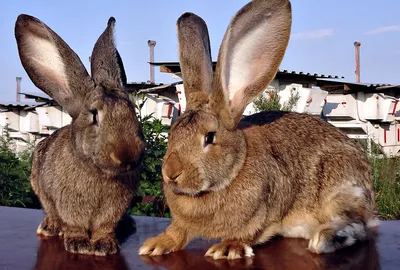 Породы кроликов с фото фотографии
