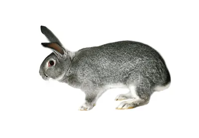 Кролики и кролиководство