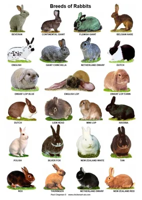 Стандарты пород кроликов | Кролики. Разведение и содержание в домашних  условиях