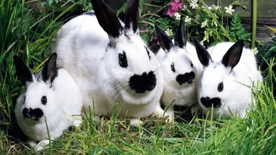 Самая неприхотливая порода кроликов - 75 фото