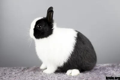 Кролики: виды, описание, содержание и уход за домашним кроликом | Заповедник