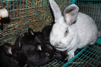 Калифорнийская порода кроликов Стоковое Изображение - изображение  насчитывающей дом, кролики: 102546611