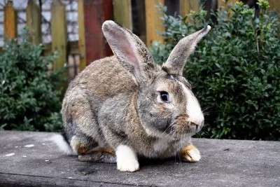 Королевские кролики - Черно бурая порода кроликов представляет собой  продукт селекции отечественных кролиководов. При ее выведении  преследовалась цель получить устойчивую линию животных, пригодную для  широкого и универсального промышленного ...