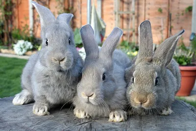 Архивы Средние породы кроликов - Союз Заводчиков и Селекционеров