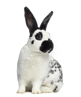 Разные породы кроликов: 200 грн. - Сельхоз животные Херсон на Olx