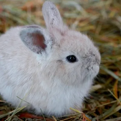 Пуховые породы кроликов: описания и особенности разведения