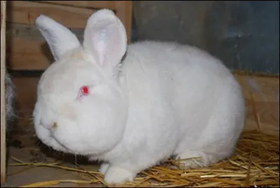 Калифорнийская порода кроликов Стоковое Фото - изображение насчитывающей  ферма, жиреть: 112469990