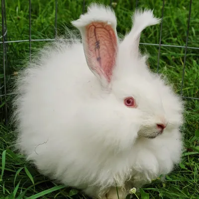 Новозеландская белая порода кроликов — АгроXXI