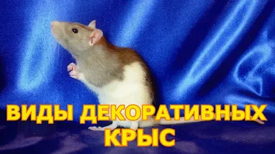 Информация про крыс - подробная статья