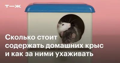 Домашние крысы: уход и обустройство клетки - Грызуны обзор на Gomeovet