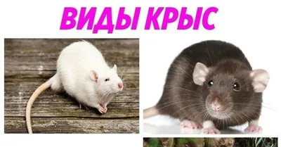 Почему кошки и собаки боятся крыс? | #Rat66