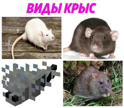 Виды и породы мышей - описание, фото, содержание и уход за мышью в домашних  условиях | Заповедник