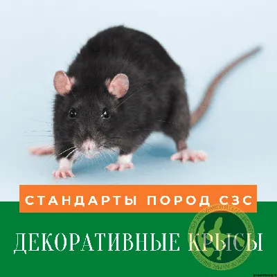 Домашние крысы: разнообразие пород и советы по содержанию