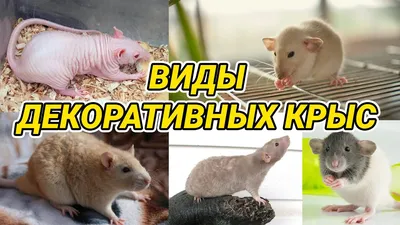 Какие породы крыс есть на нашей планете | Интересные интересности (ИИ) |  Дзен