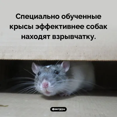 Коллекция Мышей Пород — стоковая векторная графика и другие изображения на  тему Лемминг - Лемминг, Грызун, Песчанка - iStock
