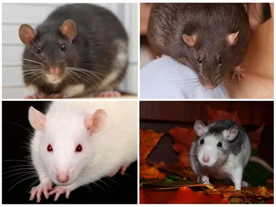 Одолели мыши и крысы? 8 пород настоящих кошек-крысоловов, которые уничтожат  грызунов