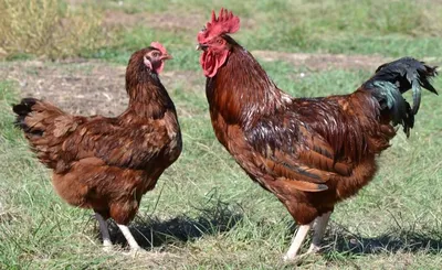 МояПтица - 🐔 Породные особенности мясо-яичных кур Универсальные породы  являются результатом длительного скрещивания мясных и яичных кур. В  большинстве случаев их смешанная продуктивность является не природной  особенностью, а результатом работы ...