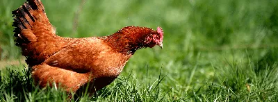 Яичные породы кур — Википедия