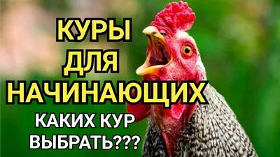 Мясные породы куриц - Советы и особенности | «Электропастух»