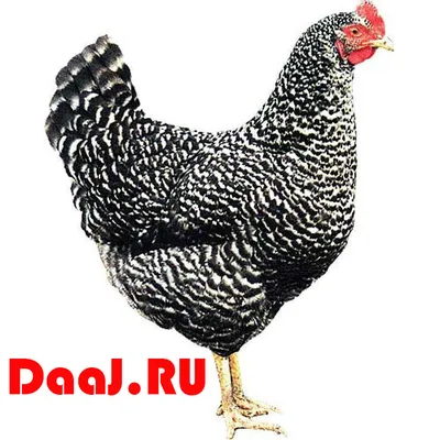 Каких кур выбрать/ Куры для начинающих/породы кур/Куры породы кросс -  YouTube